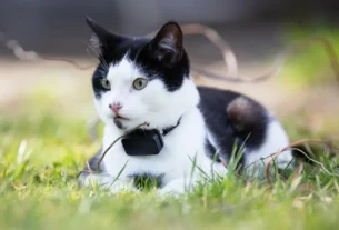 realidade virtual para pets