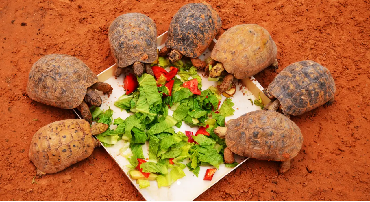 Alimentação Natural para Jabutis: Guia Completo de Alimentação Natural, Cuidados Essenciais e 1 Cardápio Especial