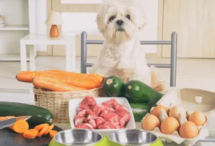 alimentação natural para cães