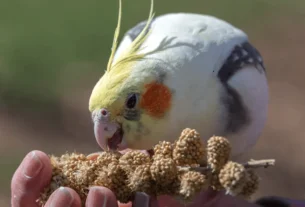Alimentação Balanceada