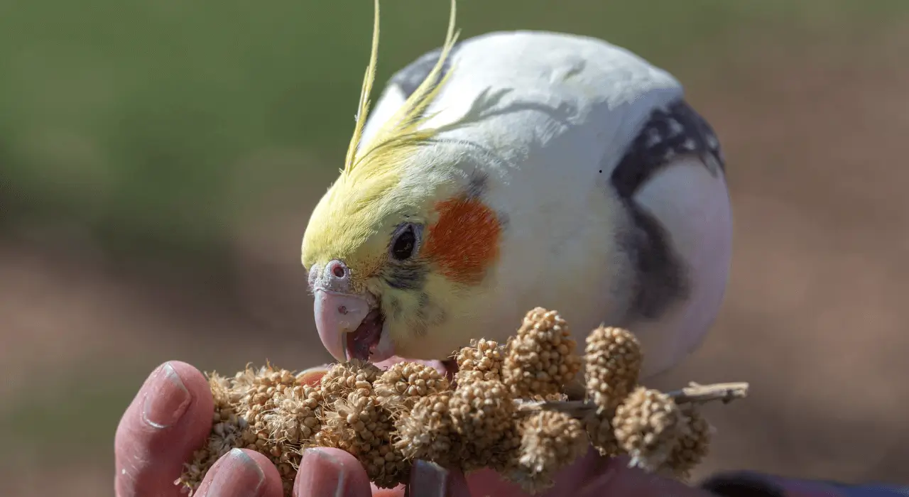 Alimentação Balanceada