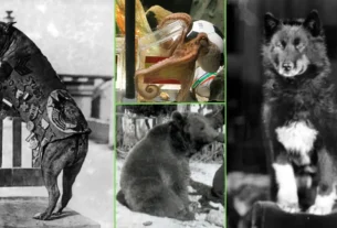 animais que mudaram a historia