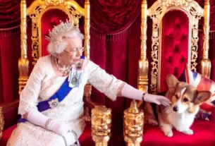 animais de companhia reis e rainhas