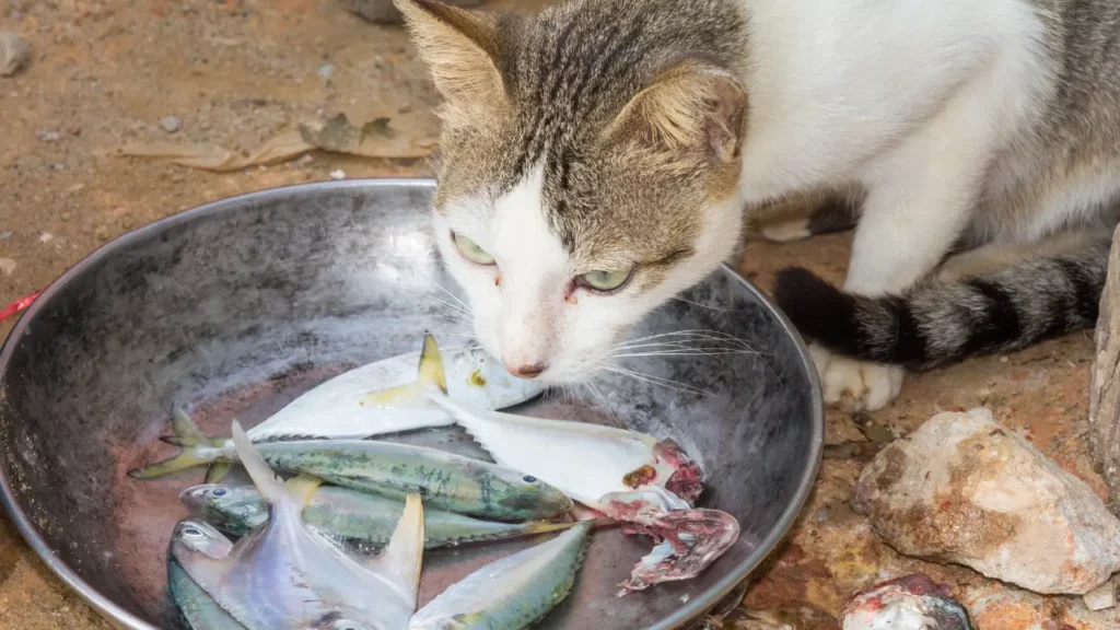 alimentação natural para gatos