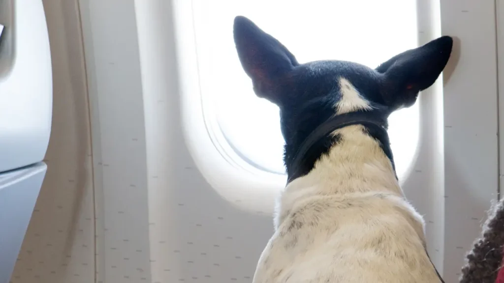 pet para viajar