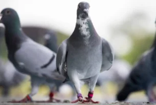 história do pombo-correio