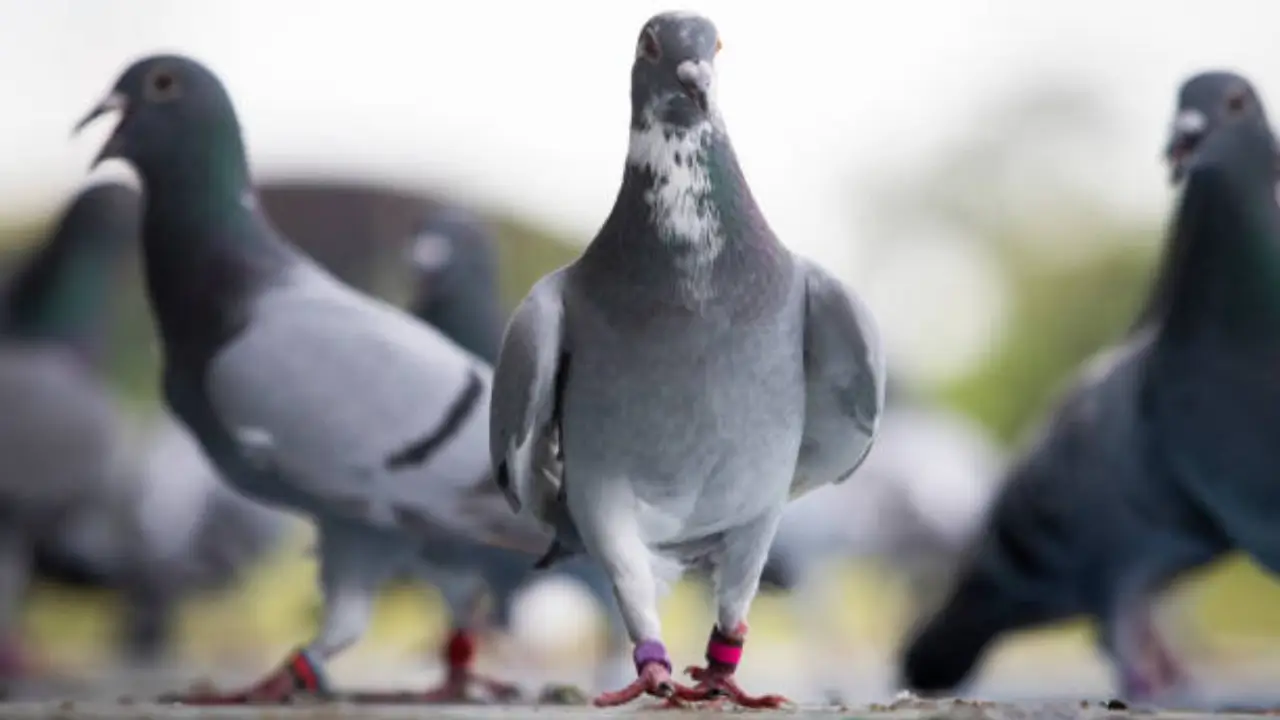 história do pombo-correio