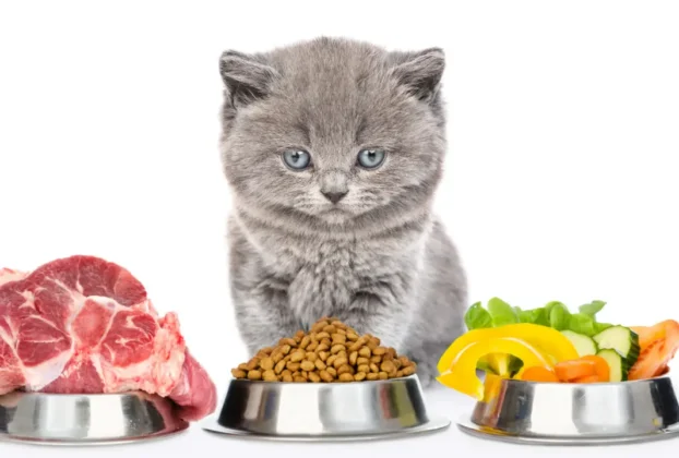alimentação natural para gatos