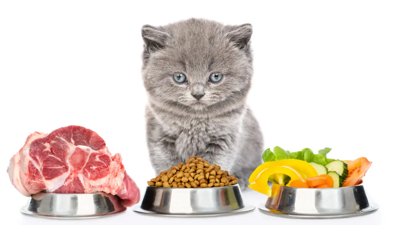 alimentação natural para gatos