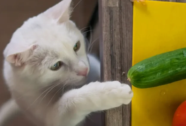 alimentação natural para gatos