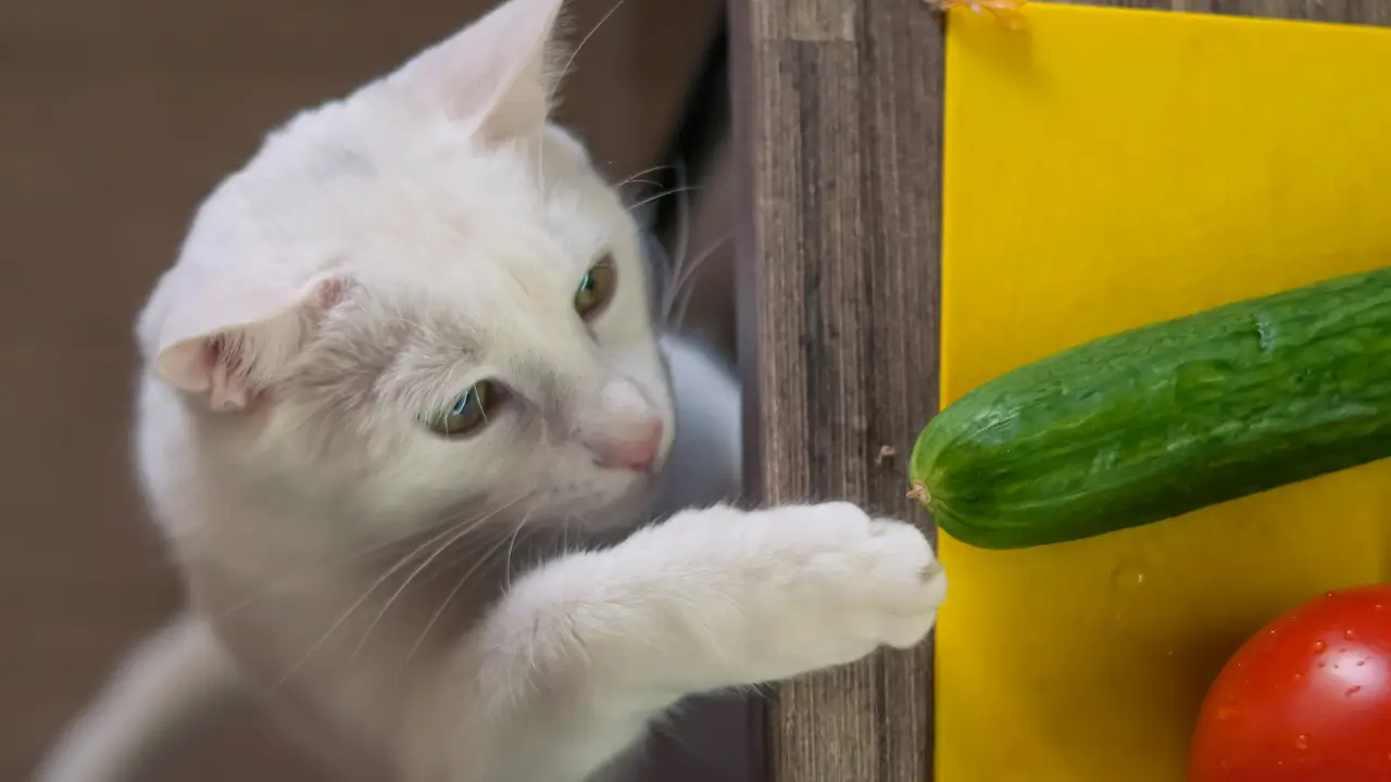 alimentação natural para gatos