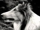 lassie