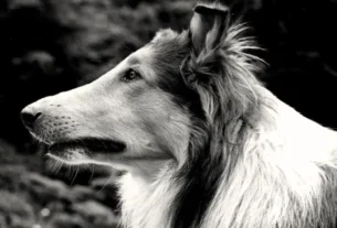 lassie