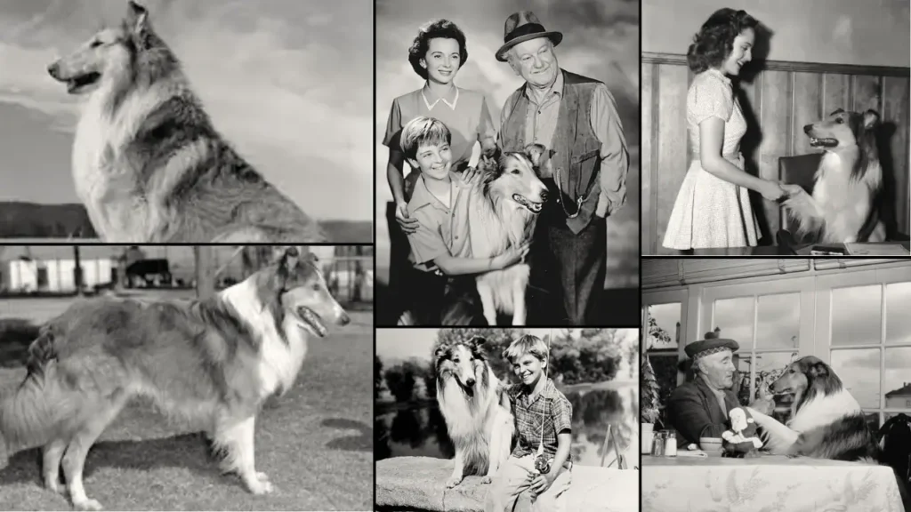 lassie