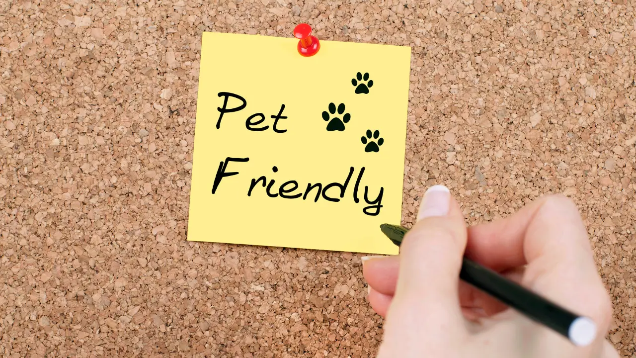 pet friendly