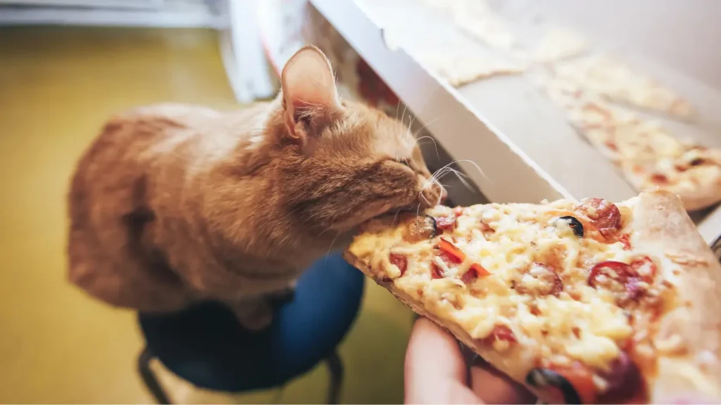 alimentação natural para gatos