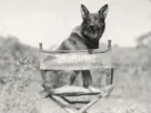 rin tin tin