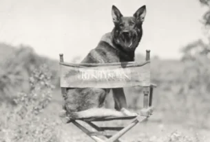 rin tin tin