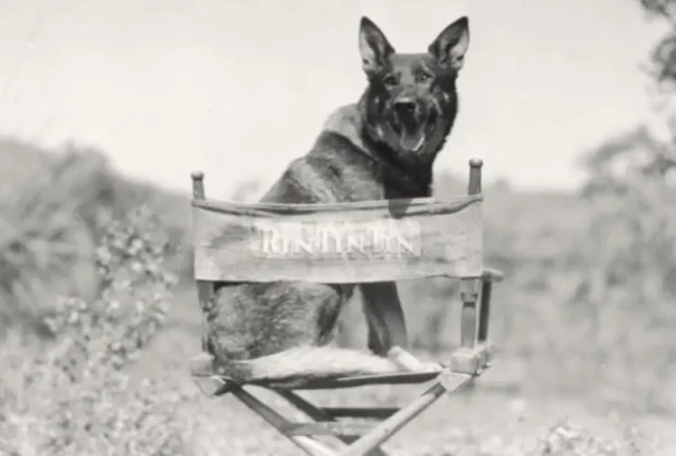 rin tin tin