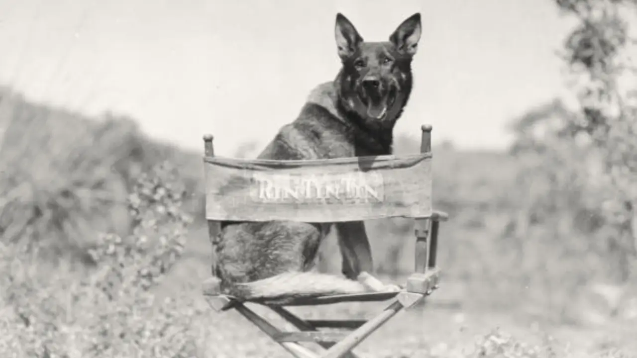 rin tin tin