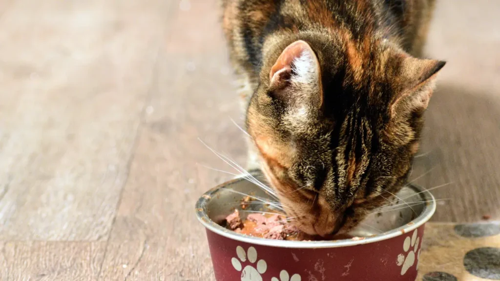 doença renal crônica