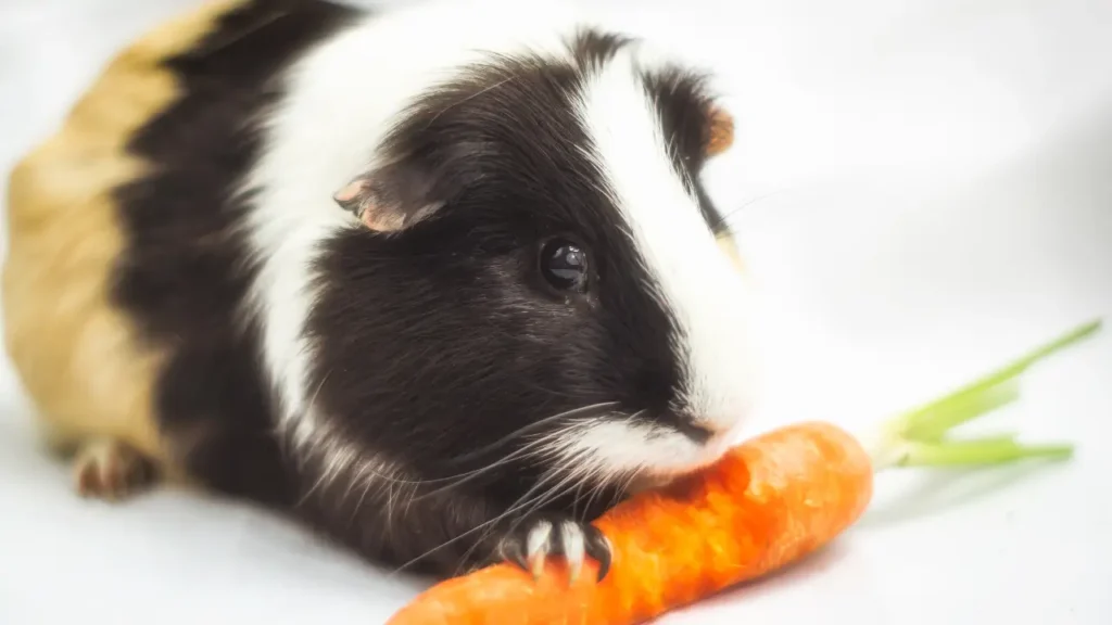 A base da dieta do porquinho-da-índia deve ser rica em fibras e vitamina C: feno, folhas verdes e legumes frescos são essenciais!